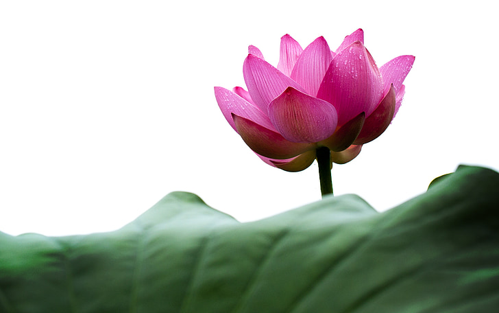 Lotus, lotosový list, Příroda, zelenost, továrna, květiny