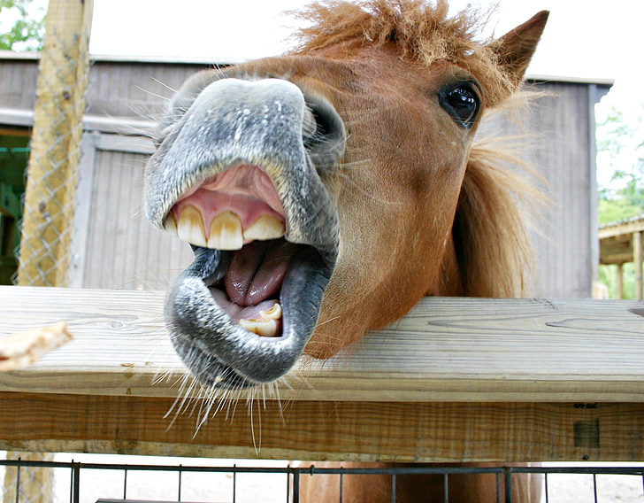 häst, tänder, gäspningar, öppna munnen, Rolig, skratta