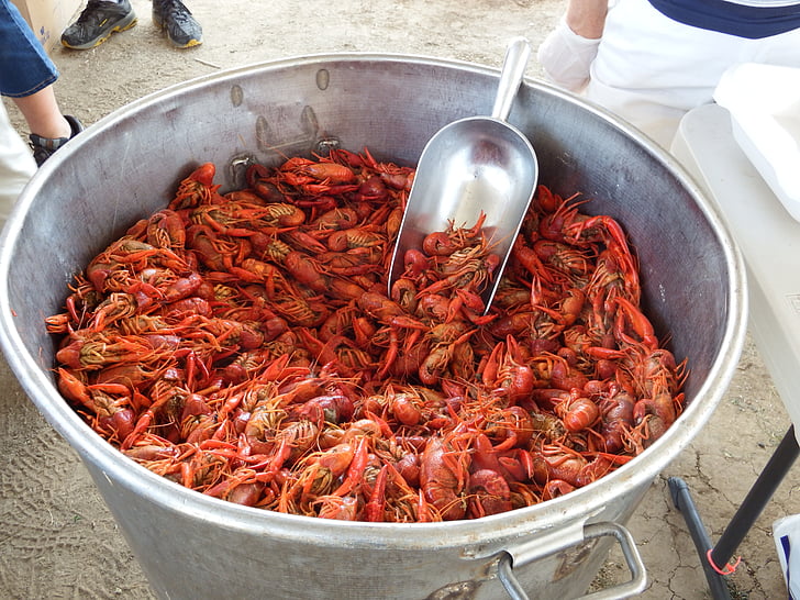 crawfish, craw fish, craw-fish, crayfish, seafood, red, cooked