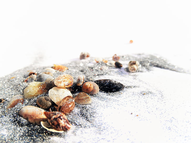 Tiny, schelpen, glitter, zand, kleine, schattig, strand