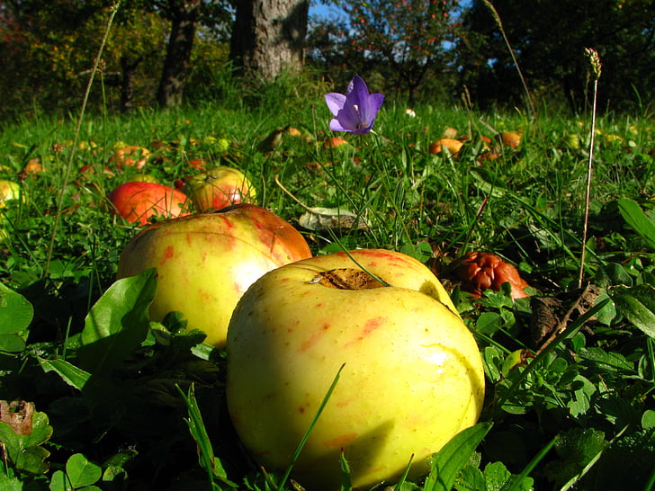 verger, Meadow, pomme, automne, nature, alimentaire, citrouille