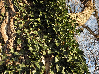 ivy, climber, common ivy, green, leaves, plant, the old tree