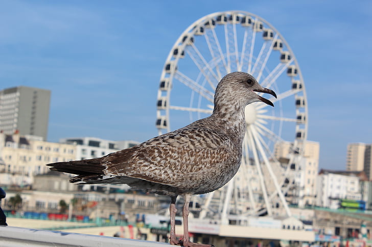 seagull, coast, ferris wheel, bill, sky, bird