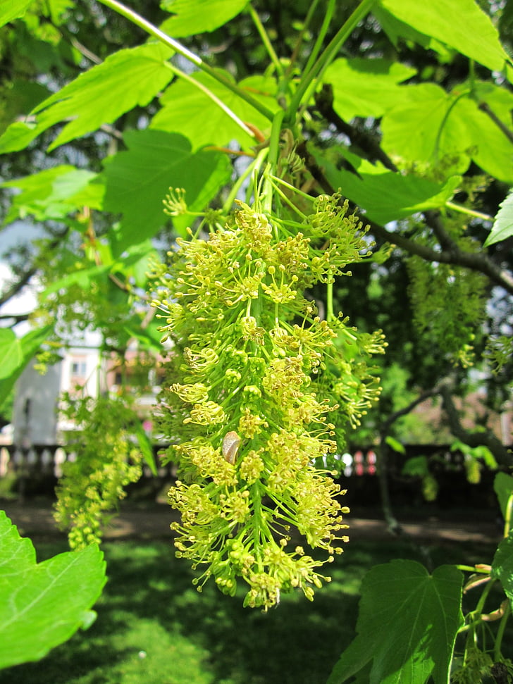 Acer pseudoplatanus, Sycamore, Sycamore maple, puu, Flora, kasvi, kasvitieteen