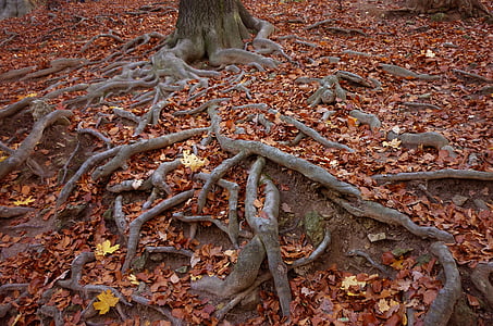 rötter, trä, helgdagar, färg, hösten, skogen, naturen