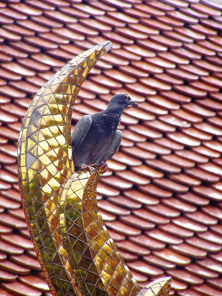 Dove, ptak, Złoty ornament, Dachówka, Tajlandia, Świątynia