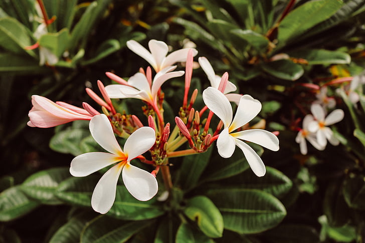 flowers, green, white, plumeria, nature, plant, floral