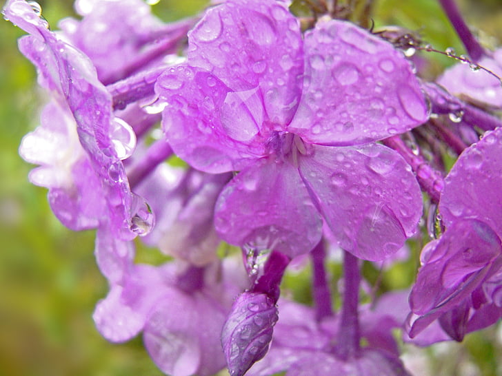 purple, flowers, close, drops