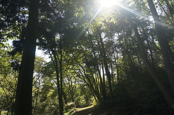pădure, lemn, soare, lumina solara, umbra, copac, rază de soare