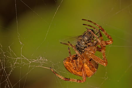 αράχνη, μύγα, αρπακτικά, Fang, σκοτώνουν, μακροεντολή, Κλείστε