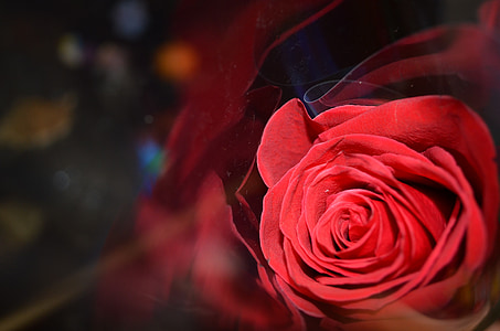 Rose, rdeča, lepo, lepo, rdečo vrtnico, cvet, čudovito