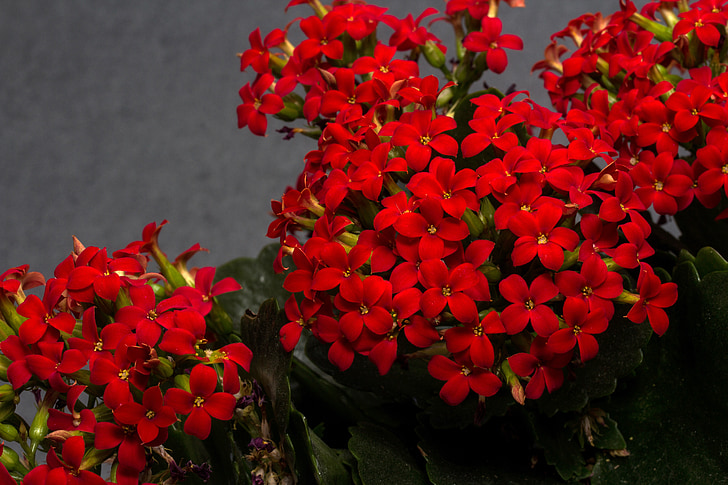 flors, vermell, flors petites, planta, filigrana, natura, flor