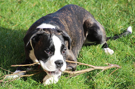 câine, Boxer, catelus, alb-negru, juca, animale, animal de casă