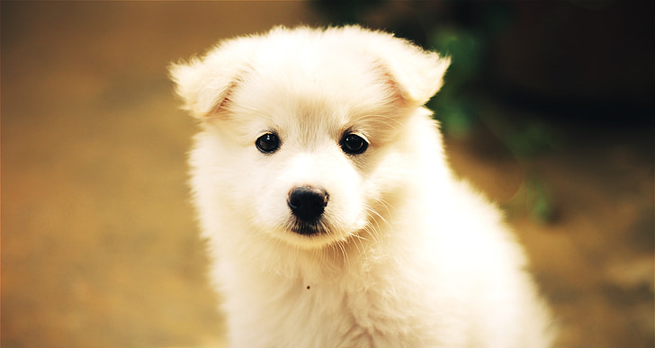 pes, šteňa, milý, rozkošný, PET, roztomilé šteniatko, biela