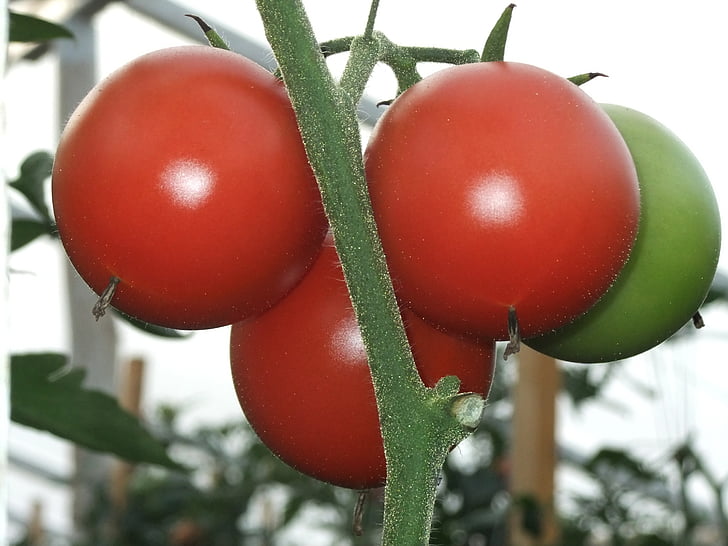 tomaatit, vitamiini, kasvimaa