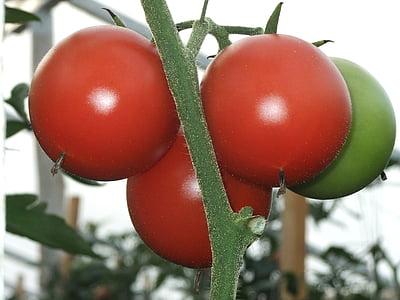 tomatoes, vitamin, vegetable garden