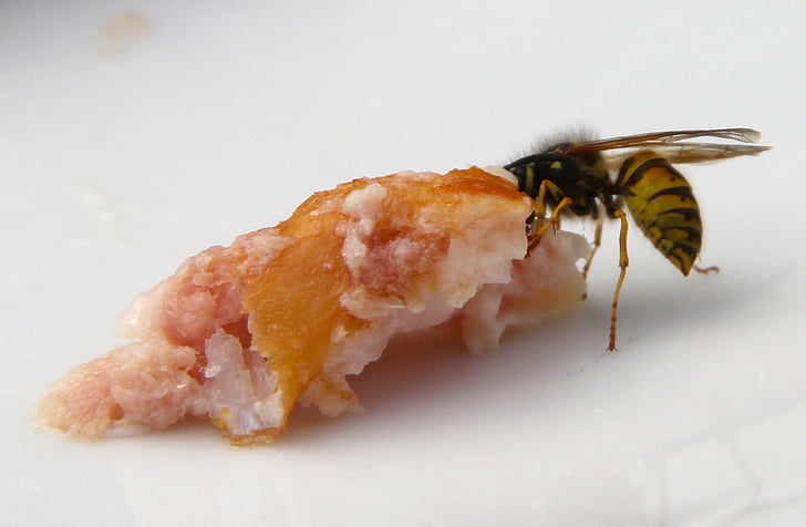 wasp, insect, animal, close-up