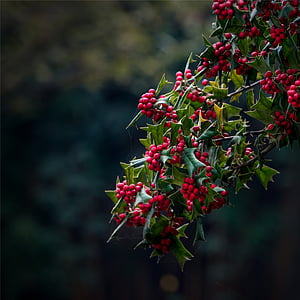 Európai holly, karácsonyi magyal, növény, karácsonyi dekoráció, Holly, persely, fa