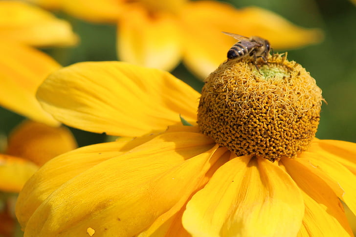 chapeau de soleil, Blossom, Bloom, insecte, abeille, jaune, fleur