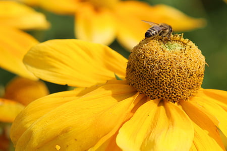 klobúk proti slnku, kvet, kvet, hmyzu, Bee, žltá, kvet