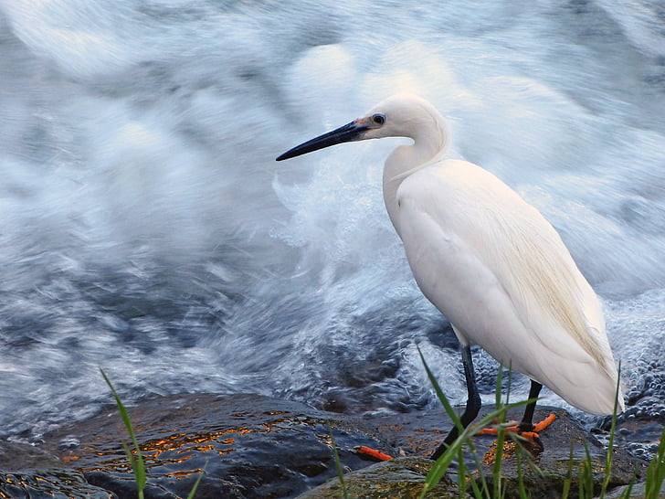 Snowy egret, hägrar, fågel, vilda djur, vatten fågel, floden, naturen