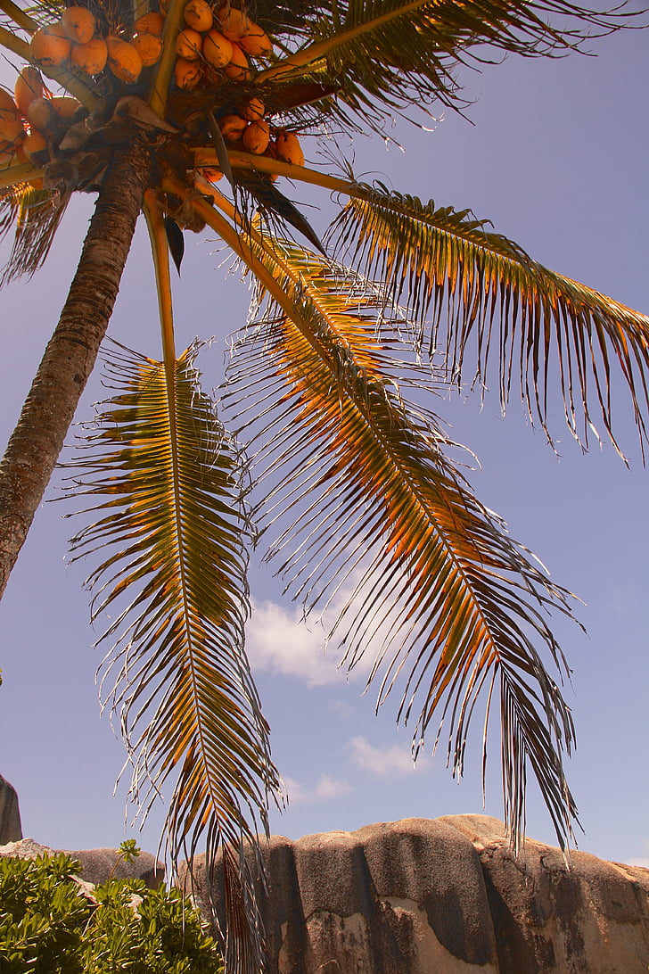 Palm, vasaras, brīvdiena, koks, eksotiski, Palma, tropu