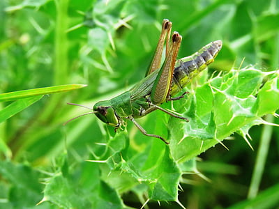 ακρίδα, πράσινο, έντομο, χλόη, γαϊδουράγκαθο, Κλείστε, το καλοκαίρι