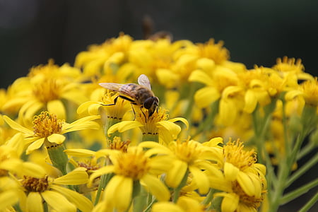 insect, blossom, bloom, yellow, nature, fly