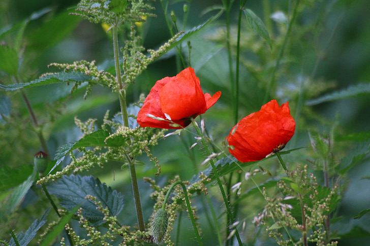 poppies, flowers, country, summer, poppy