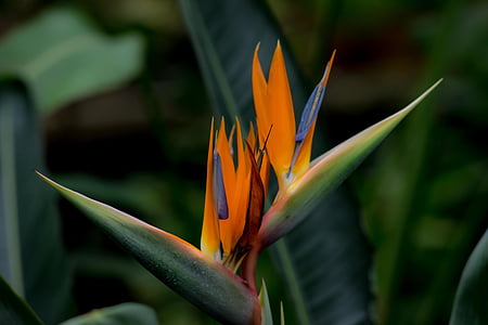 Strelitzia, Bird of paradise blomst, Botanisk have, natur, levende natur, grønne, blomst