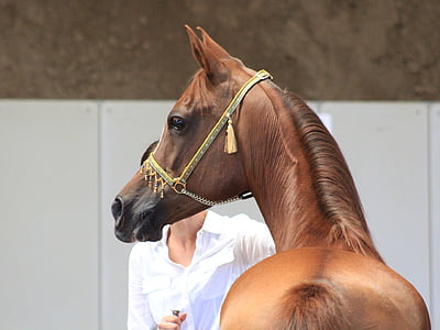 hest, Thoroughbred arabiske, hest hoved, Arabian horse, hingst, brun hest arabere