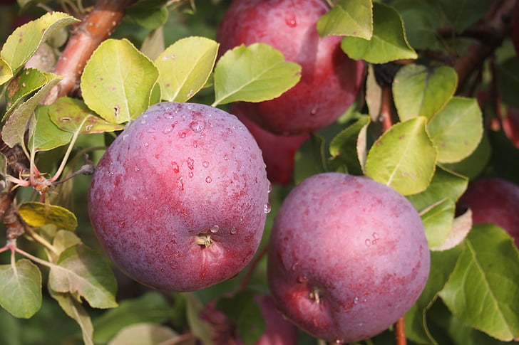 Apple, Orchard, Vermont mad, rød, træ