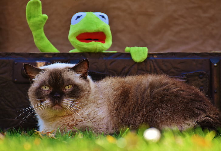 Kermit, gato, británicos de pelo corto, despedida, lindo, niños, gracioso