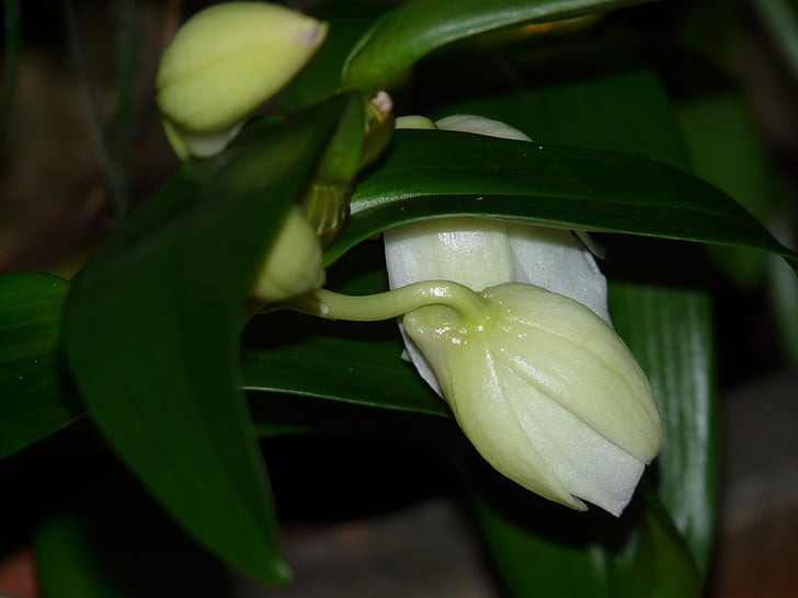 õienupud, Bud, Orchid, valge, lill, õis, Bloom