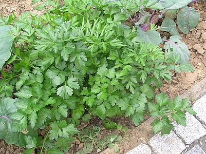 petržlen, korenie, petržlenovou vňaťou ploché listy, bylinky, Herb, rastlín, Cook