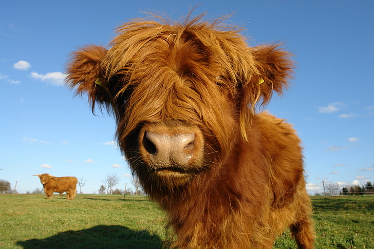 goveje meso, krava, živine, v na, dolgih las, dlak, škotski visokogorskih krava