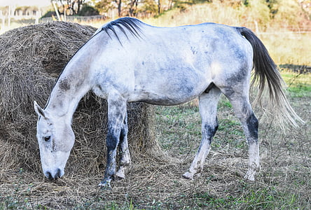 equine, meek, dapple, four legged, horse, animal, farm