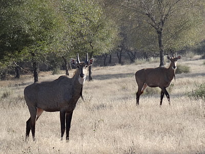 grande antilope indienne, antilope, antilope, bull bleu, cerf, animal, mammifère