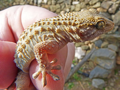Gecko, kertenkele, ejderha, ayrıntı, sürüngen