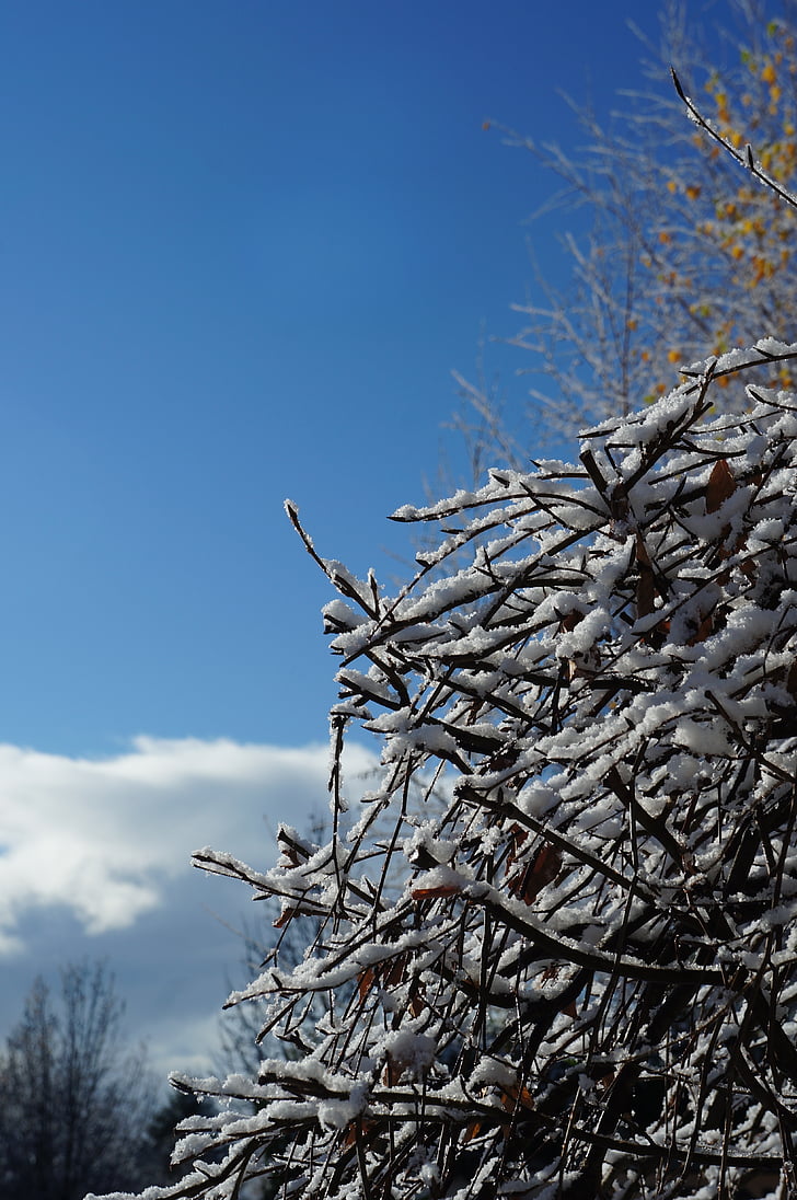 zimné, ročné obdobie, za studena, ľad, sneh, estetické, strom