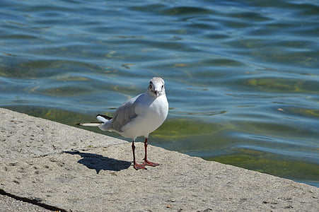 seagull, lake, bird, waterfowl, close, gull, water