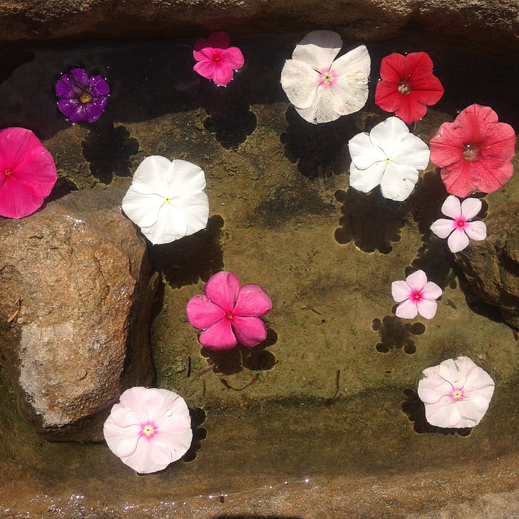 bunga, musim panas, cekungan, air, Zen