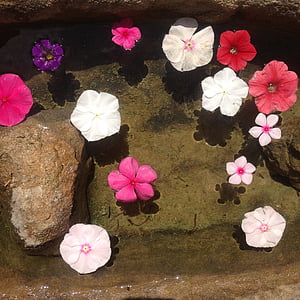 fleur, été, bassin, eau, Zen