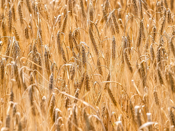 cereals, cornfield, field, plant, nature