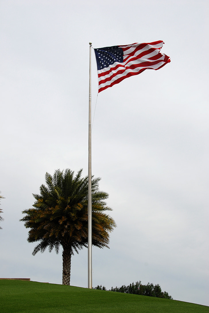 albero di Palma, bandiera americana, bandiera, Palma, blu, cielo, albero
