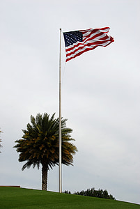 Palme, amerikanische Flagge, Flagge, Palm, Blau, Himmel, Baum