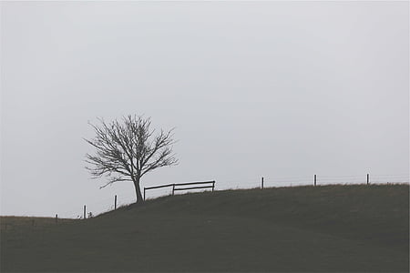 marrone, albero, paesaggio, recinzione, erba, campi, grigio