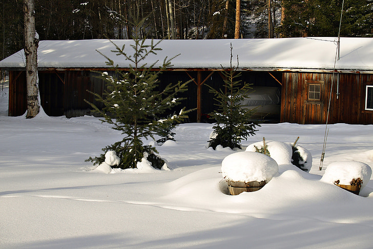 winter, building, shed, old, snow, tree, british columbia