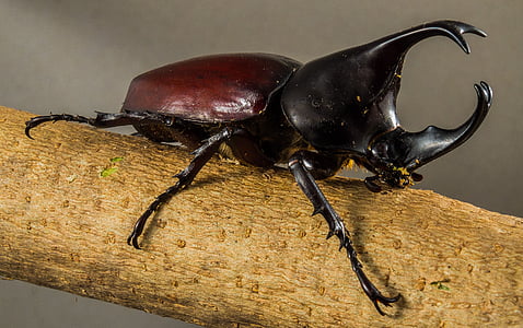 trooppisista kovakuoriaisista, Rhinoceros beetle, riesenkaefer