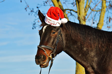 cavall, Nadal, barret de Santa, divertit, riure, animal, passeig